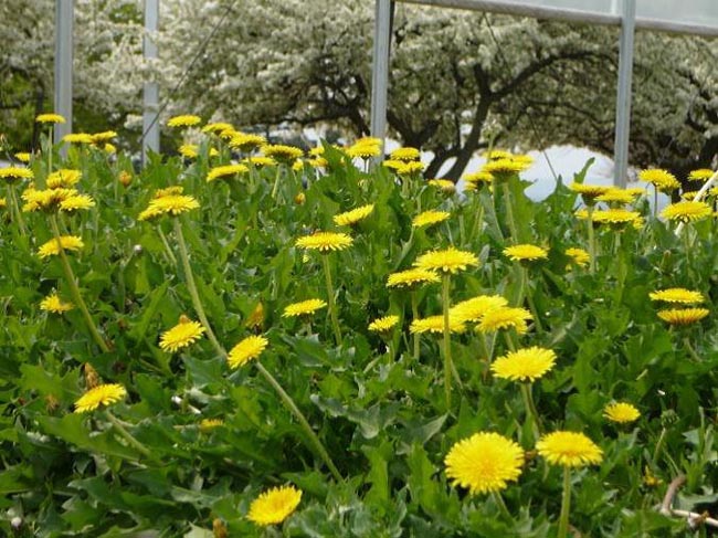   ( : Taraxacum kok-saghyz,  TKS)    ,       ( : Taraxacum officinale)